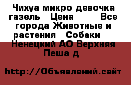 Чихуа микро девочка газель › Цена ­ 65 - Все города Животные и растения » Собаки   . Ненецкий АО,Верхняя Пеша д.